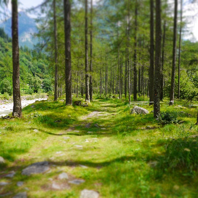 Image by Thomas Pedrazzoli from Pixabay
