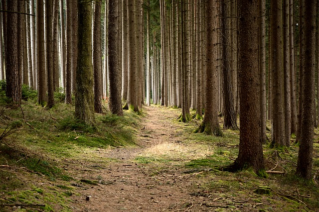 Image by Manfred Antranias Zimmer from Pixabay