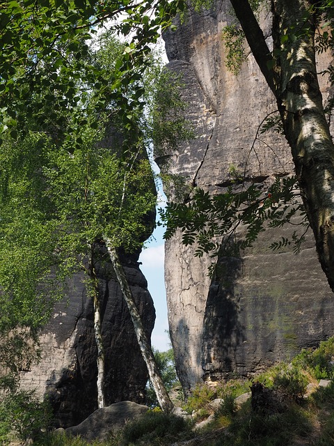 Image by Hans Braxmeier from Pixabay