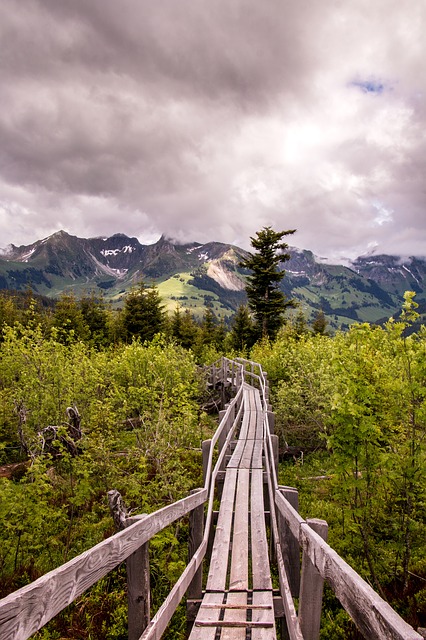 Image by Lukas Bieri from Pixabay