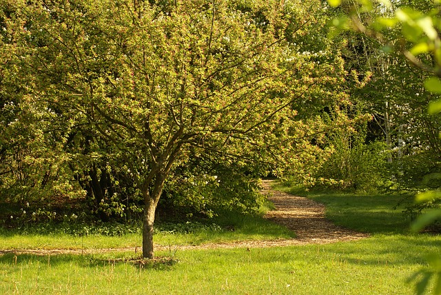 Image by Christian Körtke from Pixabay