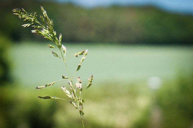 Image by Zoegar from Pixabay