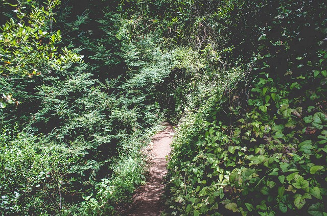 Image by StockSnap from Pixabay