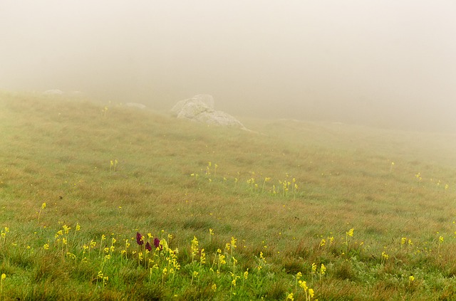 Image by Ioannis Ioannidis from Pixabay