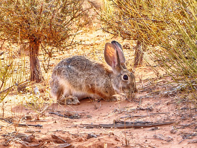Image by Bettina Thannheimer from Pixabay