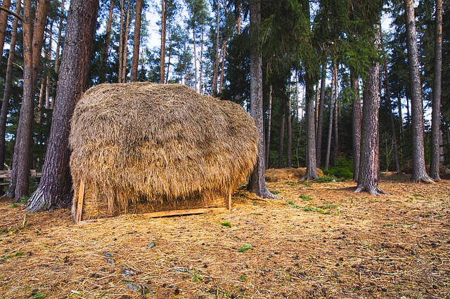 Image by Lutz Peter from Pixabay