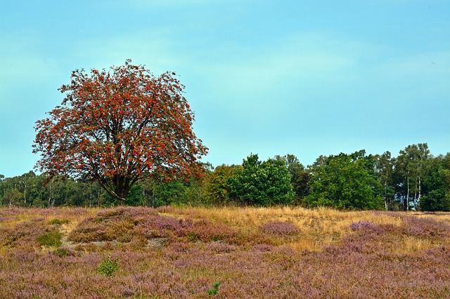 Image by bernswaelz from Pixabay