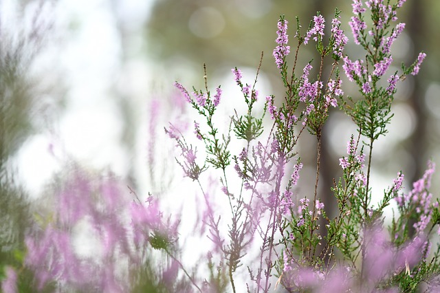 Image by Anke Sundermeier from Pixabay