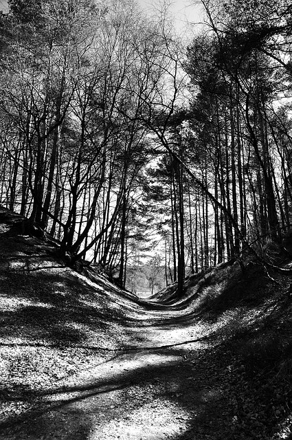 Image by Florian Grewe from Pixabay