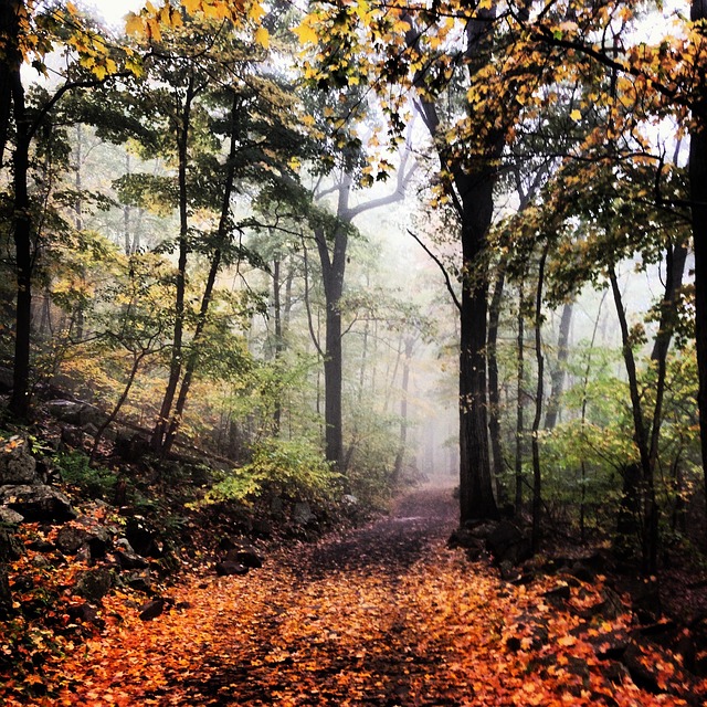 Image by Scott Santa Maria from Pixabay