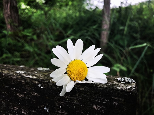Image by Sabrina Unger from Pixabay