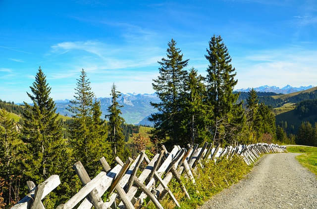 Image by Sarah Lötscher from Pixabay