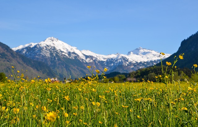 Image by Sarah Lötscher from Pixabay