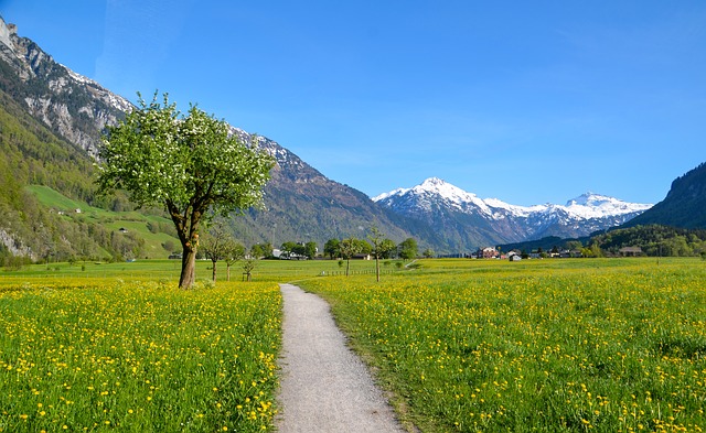 Image by Sarah Lötscher from Pixabay