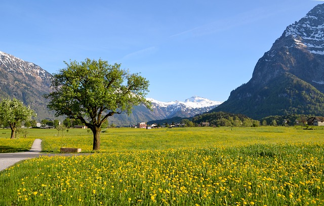 Image by Sarah Lötscher from Pixabay