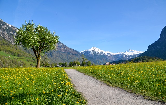 Image by Sarah Lötscher from Pixabay