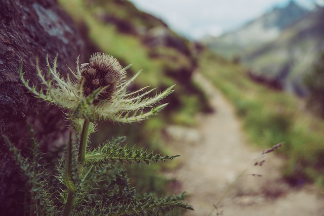 Image by Thomas Hendele from Pixabay