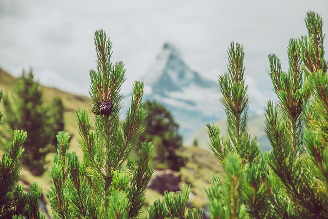 Image by Thomas Hendele from Pixabay