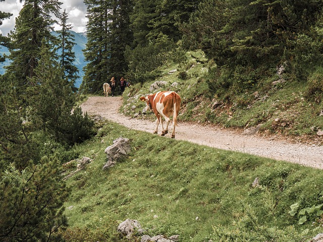 Image by Heidelbergerin from Pixabay