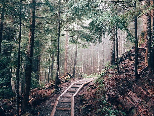 Image by SnapwireSnaps from Pixabay