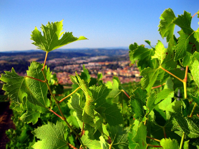 Image by Matt Pettersen from Pixabay