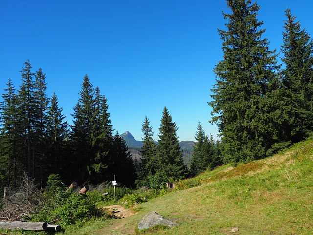 Image by pmoszcznski from Pixabay
