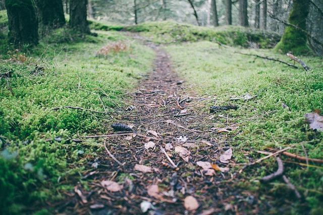 Image by Free-Photos from Pixabay
