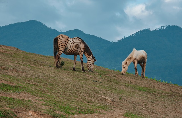 Image by Phan Minh Cuong An from Pixabay