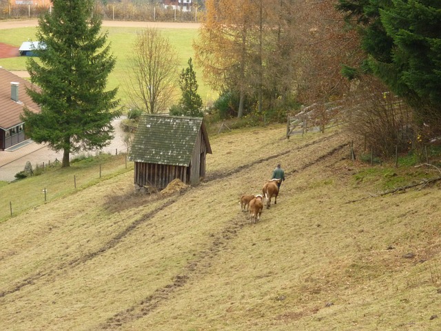 Image by skoeck from Pixabay