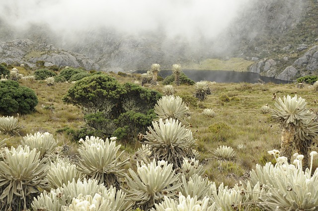 Image by Jairo Alonso Meneses Méndez from Pixabay