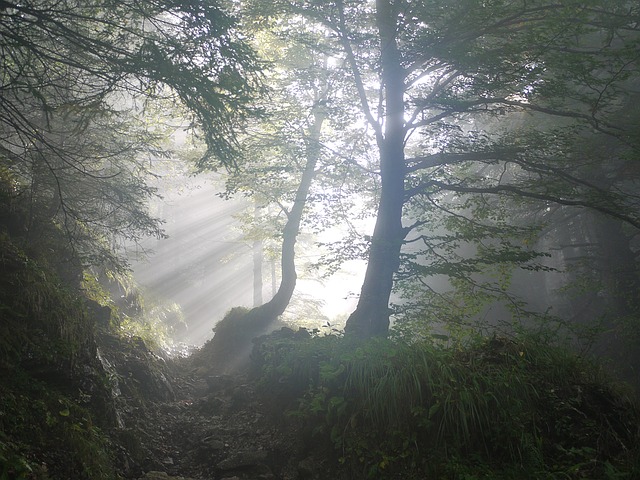 Image by MonikaP from Pixabay