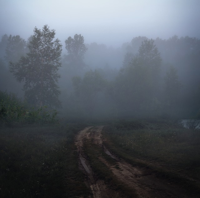 Image by Larisa Koshkina from Pixabay