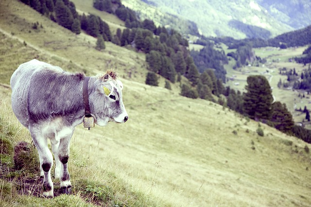 Image by Markus Spiske from Pixabay