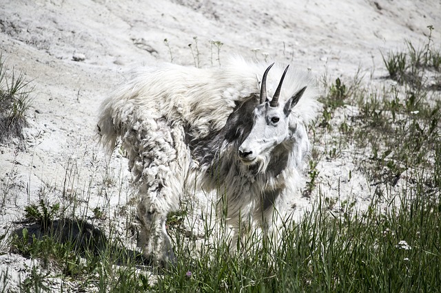 Image by M. Maggs from Pixabay