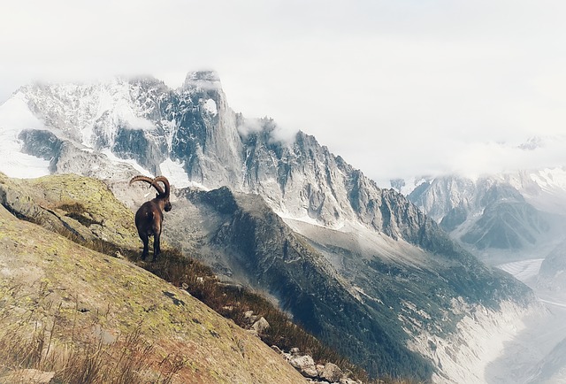 Image by Waed Goumani from Pixabay