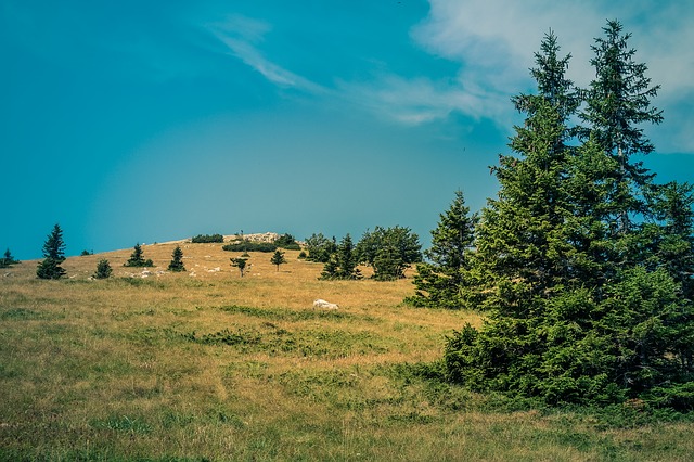 Image by benesvan from Pixabay