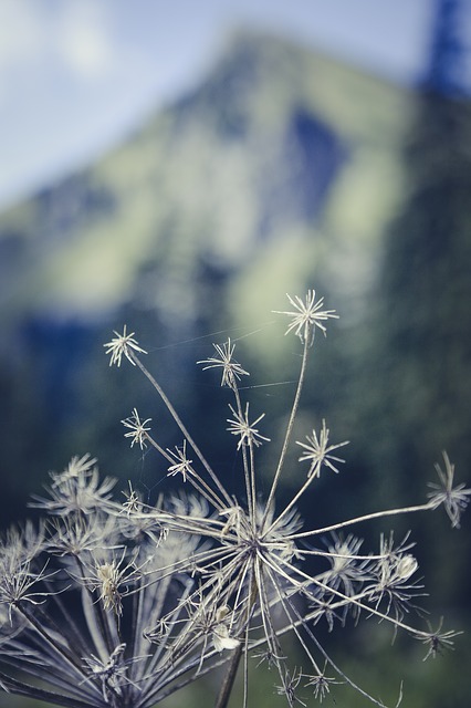 Image by Markus Spiske from Pixabay
