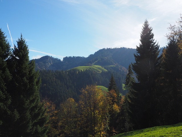 Image by Hans Braxmeier from Pixabay