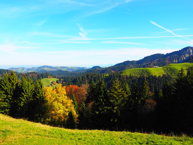 Image by Hans Braxmeier from Pixabay