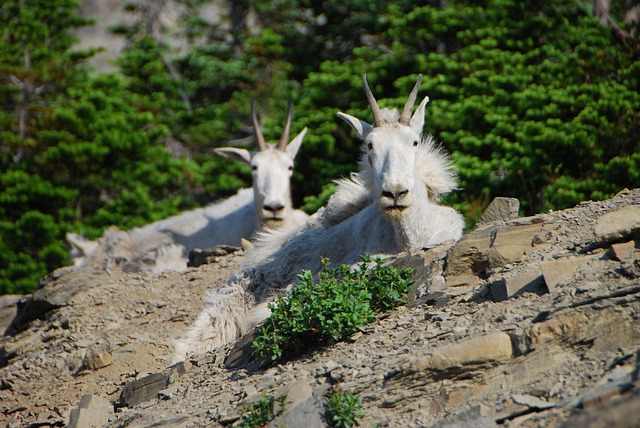 Image by Steppinstars from Pixabay