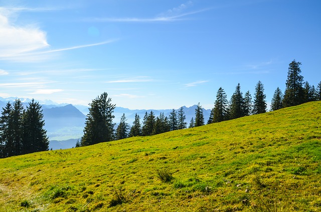 Image by Sarah Lötscher from Pixabay