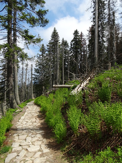 Image by Dariusz Staniszewski from Pixabay