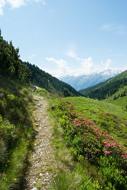 Image by Schmidsi from Pixabay