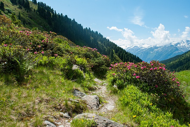 Image by Schmidsi from Pixabay