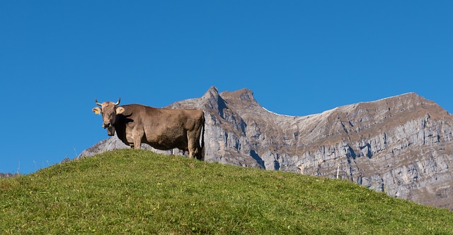 Image by Andi Graf from Pixabay