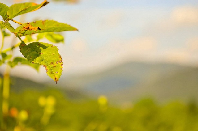 Image by Kacper Krzywoń from Pixabay