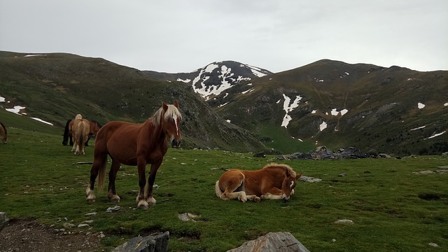 Image by Oscar Nicolás Romera from Pixabay