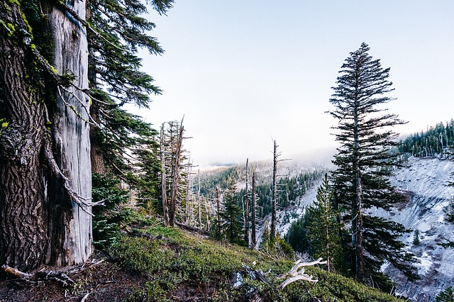 Image by JayMantri from Pixabay