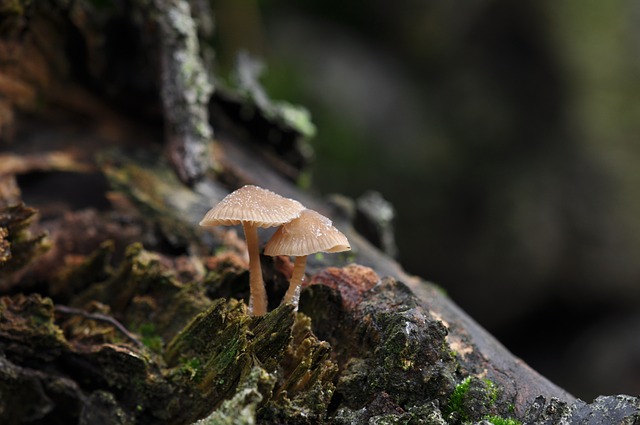 Image by Wendy Baars from Pixabay