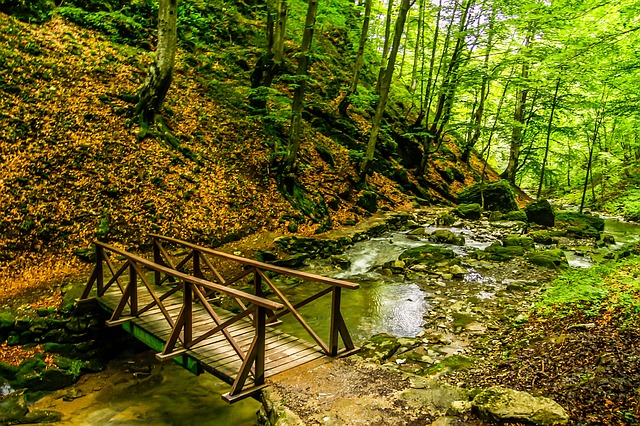 Image by Ivaylo Ivanov from Pixabay